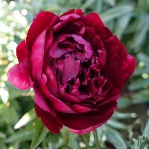 Paeonia Peony Flower Seeds - 10 Seeds Pack - Open-Pollinated Heirloom - Image 2
