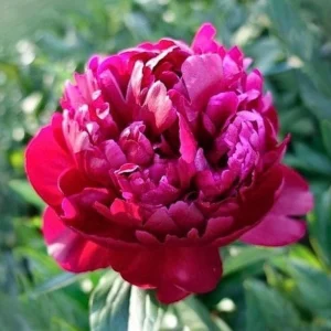 Paeonia Peony Flower Seeds - 10 Seeds Pack - Open-Pollinated Heirloom - Image 3