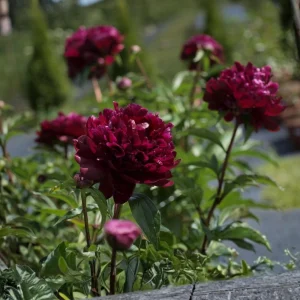 Paeonia Peony Flower Seeds - 10 Seeds Pack - Open-Pollinated Heirloom - Image 4