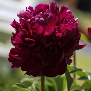 Paeonia Peony Flower Seeds - 10 Seeds Pack - Open-Pollinated Heirloom - Image 5