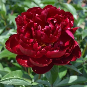 Paeonia Peony Flower Seeds - 10 Seeds Pack - Open-Pollinated Heirloom - Image 6