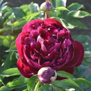 Paeonia Peony Flower Seeds - 10 Seeds Pack - Open-Pollinated Heirloom - Image 7