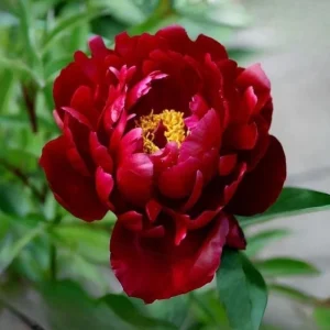 Paeonia Peony Flower Seeds - 10 Seeds Pack - Open-Pollinated Heirloom - Image 8