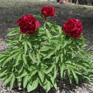 Paeonia Peony Flower Seeds - 10 Seeds Pack - Open-Pollinated Heirloom - Image 9