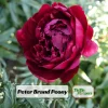 Paeonia Peony Flower Seeds - 10 Seeds Pack - Open-Pollinated Heirloom - Image 1