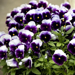 Pansy Beaconsfield Seeds - 25 Untreated Purple & Yellow Bicolor Flower Seeds for Cool Season - Image 10