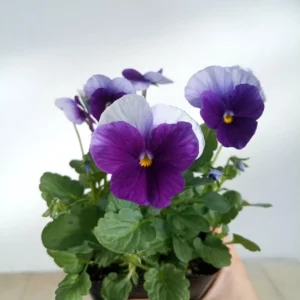 Pansy Beaconsfield Seeds - 25 Untreated Purple & Yellow Bicolor Flower Seeds for Cool Season - Image 11
