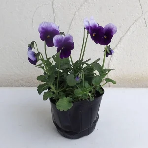 Pansy Beaconsfield Seeds - 25 Untreated Purple & Yellow Bicolor Flower Seeds for Cool Season - Image 12