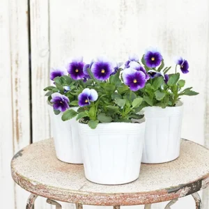 Pansy Beaconsfield Seeds - 25 Untreated Purple & Yellow Bicolor Flower Seeds for Cool Season - Image 13