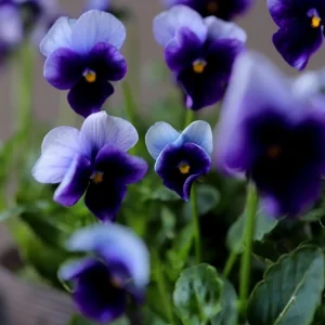 Pansy Beaconsfield Seeds - 25 Untreated Purple & Yellow Bicolor Flower Seeds for Cool Season - Image 14
