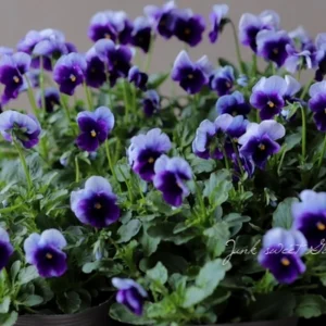 Pansy Beaconsfield Seeds - 25 Untreated Purple & Yellow Bicolor Flower Seeds for Cool Season - Image 2