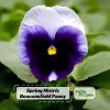 Pansy Beaconsfield Seeds - 25 Untreated Purple & Yellow Bicolor Flower Seeds for Cool Season - Image 1