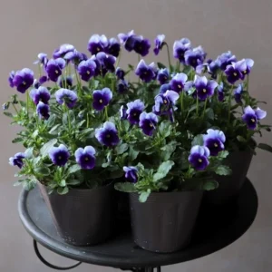 Pansy Beaconsfield Seeds - 25 Untreated Purple & Yellow Bicolor Flower Seeds for Cool Season - Image 4