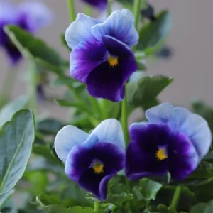 Pansy Beaconsfield Seeds - 25 Untreated Purple & Yellow Bicolor Flower Seeds for Cool Season - Image 5