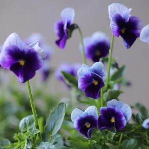 Pansy Beaconsfield Seeds - 25 Untreated Purple & Yellow Bicolor Flower Seeds for Cool Season - Image 7