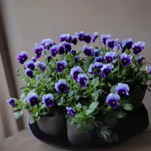 Pansy Beaconsfield Seeds - 25 Untreated Purple & Yellow Bicolor Flower Seeds for Cool Season - Image 8