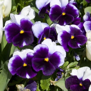 Pansy Beaconsfield Seeds - 25 Untreated Purple & Yellow Bicolor Flower Seeds for Cool Season - Image 9