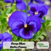 Pansy Seeds - Deep Blue Delta Pansy - Cold Hardy, Open-Pollinating - 25 Seeds - Image 1