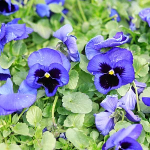 Pansy Seeds - Deep Blue Delta Pansy - Cold Hardy, Open-Pollinating - 25 Seeds - Image 2