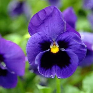 Pansy Seeds - Deep Blue Delta Pansy - Cold Hardy, Open-Pollinating - 25 Seeds - Image 3