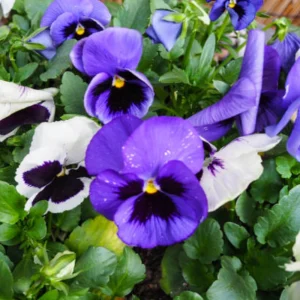 Pansy Seeds - Deep Blue Delta Pansy - Cold Hardy, Open-Pollinating - 25 Seeds - Image 4