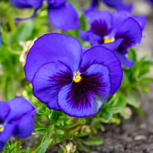 Pansy Seeds - Deep Blue Delta Pansy - Cold Hardy, Open-Pollinating - 25 Seeds - Image 5