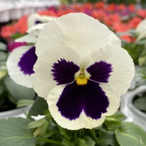 Pansy Viola Seeds White Purple - Cold Resistant - Open-Pollinating - 25 Seeds - Image 10