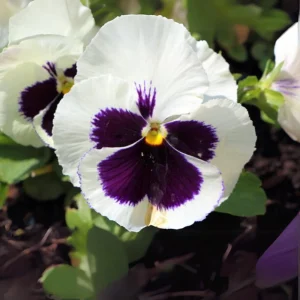 Pansy Viola Seeds White Purple - Cold Resistant - Open-Pollinating - 25 Seeds - Image 11