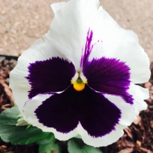 Pansy Viola Seeds White Purple - Cold Resistant - Open-Pollinating - 25 Seeds - Image 12