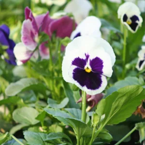 Pansy Viola Seeds White Purple - Cold Resistant - Open-Pollinating - 25 Seeds - Image 13