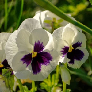 Pansy Viola Seeds White Purple - Cold Resistant - Open-Pollinating - 25 Seeds - Image 14