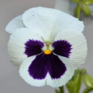 Pansy Viola Seeds White Purple - Cold Resistant - Open-Pollinating - 25 Seeds - Image 15