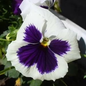 Pansy Viola Seeds White Purple - Cold Resistant - Open-Pollinating - 25 Seeds - Image 2
