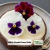 Pansy Viola Seeds White Purple - Cold Resistant - Open-Pollinating - 25 Seeds - Image 1