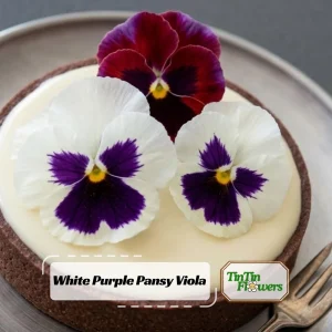 Pansy Viola Seeds White Purple - Cold Resistant - Open-Pollinating - 25 Seeds - Image 1