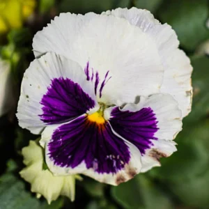 Pansy Viola Seeds White Purple - Cold Resistant - Open-Pollinating - 25 Seeds - Image 3