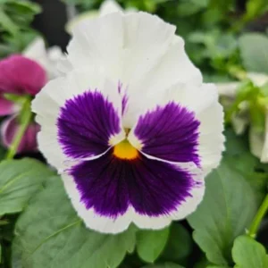 Pansy Viola Seeds White Purple - Cold Resistant - Open-Pollinating - 25 Seeds - Image 4