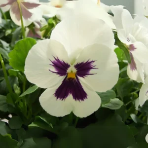 Pansy Viola Seeds White Purple - Cold Resistant - Open-Pollinating - 25 Seeds - Image 5