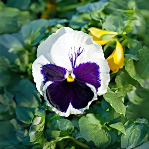 Pansy Viola Seeds White Purple - Cold Resistant - Open-Pollinating - 25 Seeds - Image 6