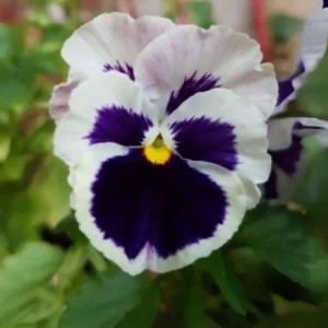 Pansy Viola Seeds White Purple - Cold Resistant - Open-Pollinating - 25 Seeds - Image 7