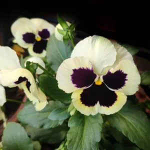 Pansy Viola Seeds White Purple - Cold Resistant - Open-Pollinating - 25 Seeds - Image 8