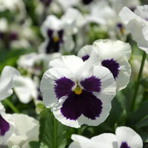 Pansy Viola Seeds White Purple - Cold Resistant - Open-Pollinating - 25 Seeds - Image 9