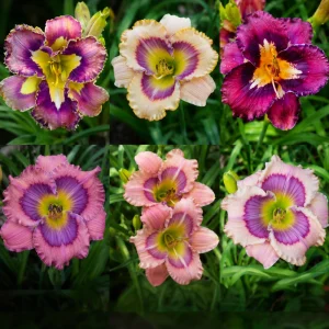 Patterned Daylily Mix Seeds - Hemerocallis hybrida - 20 Seeds - Unique Bi-Color Blooms - Image 11
