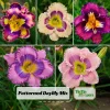 Patterned Daylily Mix Seeds - Hemerocallis hybrida - 20 Seeds - Unique Bi-Color Blooms - Image 1