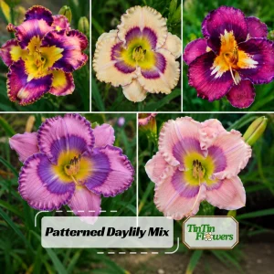 Patterned Daylily Mix Seeds - Hemerocallis hybrida - 20 Seeds - Unique Bi-Color Blooms - Image 1