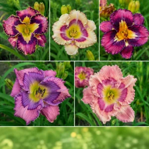 Patterned Daylily Mix Seeds - Hemerocallis hybrida - 20 Seeds - Unique Bi-Color Blooms - Image 3