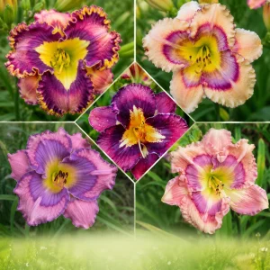 Patterned Daylily Mix Seeds - Hemerocallis hybrida - 20 Seeds - Unique Bi-Color Blooms - Image 4