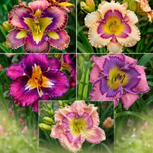 Patterned Daylily Mix Seeds - Hemerocallis hybrida - 20 Seeds - Unique Bi-Color Blooms - Image 6