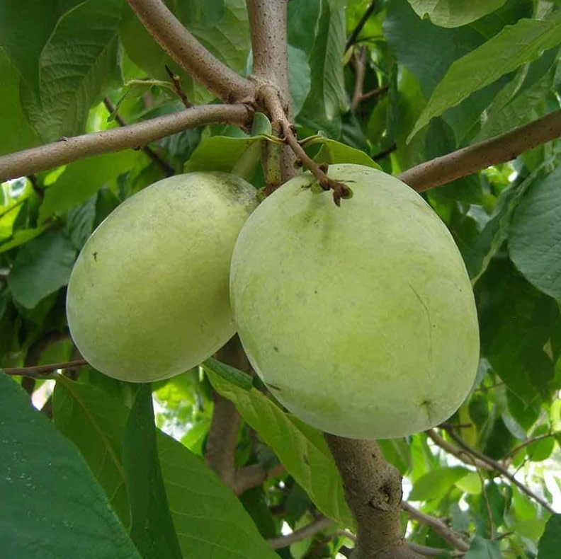 Paw Paw Tree (Asimina triloba) Live Plant – 6-14 Inch Tall Starter, Quart Pot, Outdoor - Image 3
