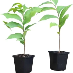 Paw Paw Tree (Asimina triloba) Live Plant – 6-14 Inch Tall Starter, Quart Pot, Outdoor - Image 4
